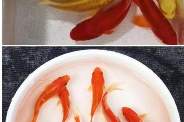 养风水锦数量