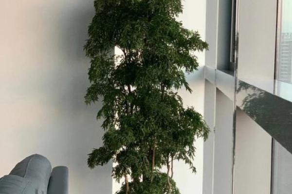 办公场所摆放植物的风水讲究