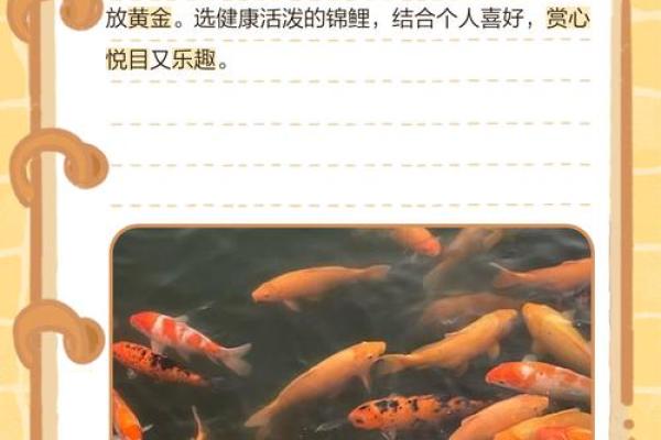 养鱼养几条好-千万注意条数对风水也有大影响