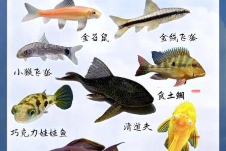 养鱼养几条好-千万注意条数对风水也有大影响