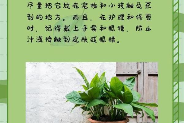 家里能养水观音吗吉凶如何