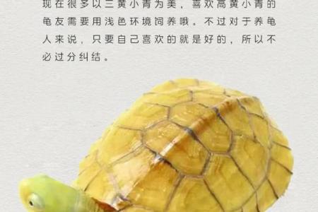 风水乌龟壳的功效与作用