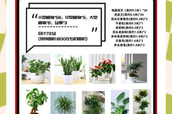 办公室风水绿植选择有哪些可以带来财运