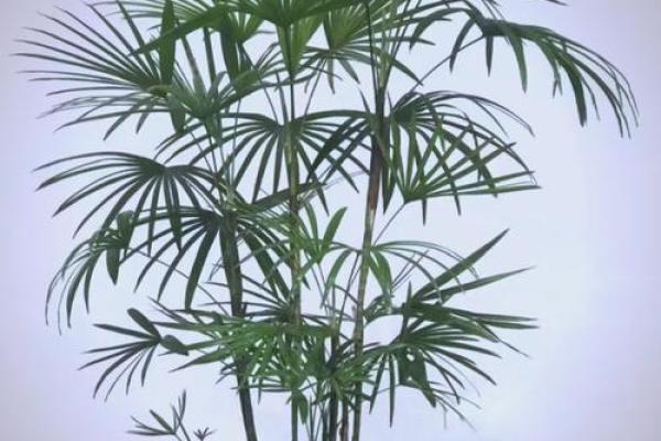 办公室风水绿植选择有哪些可以带来财运