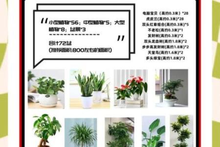 办公室风水绿植选择有哪些可以带来财运
