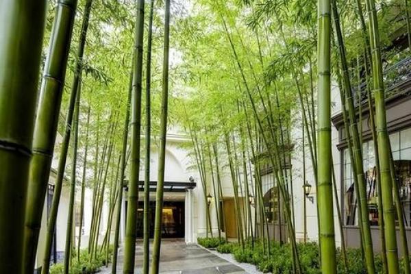 竹子在院子哪个方位好