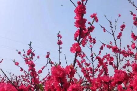 这几类家居风水，容易招野桃花