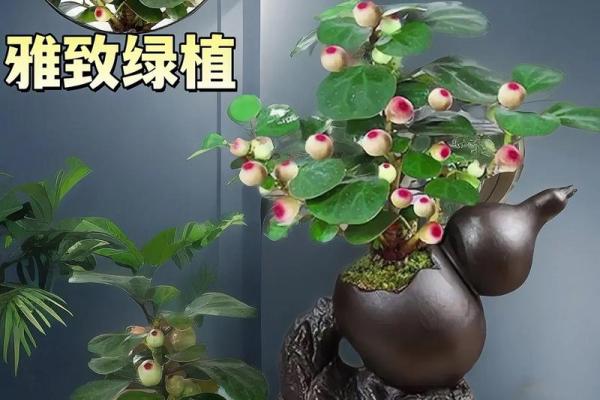 菩提树与家的风水