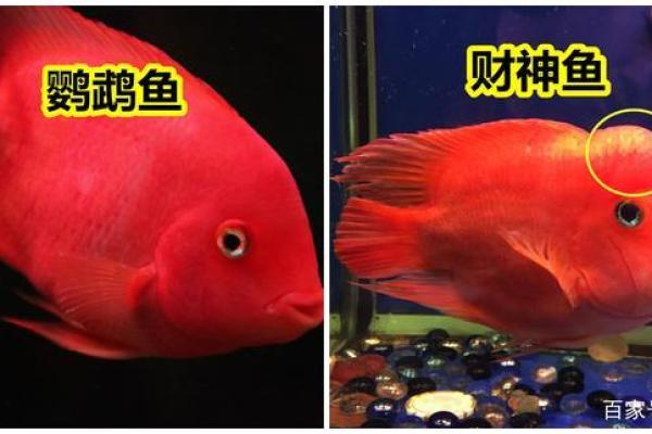 财神鱼有黄色的吗