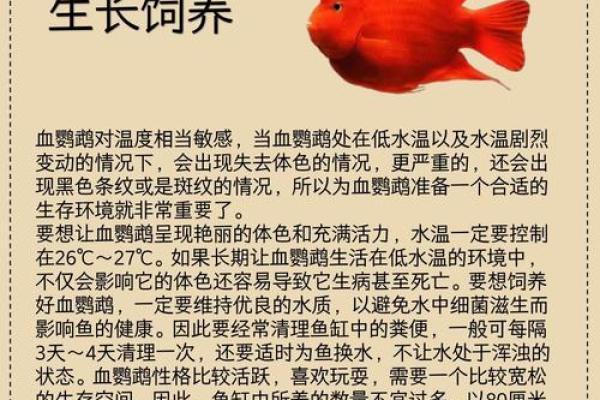 财神鱼有黄色的吗