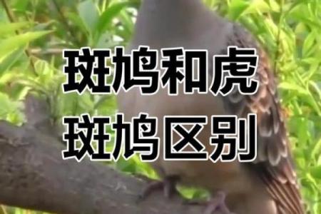 斑鸠的风水作用