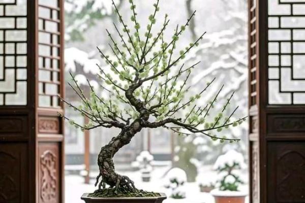 风水上家里可不可以养梅花