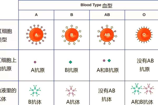 a型血和b型生的孩子是什么血型呢