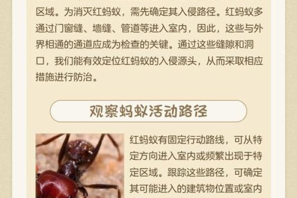 家里有蚂蚁风水上预示什么