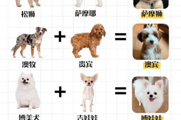 狗的属相配对婚配表