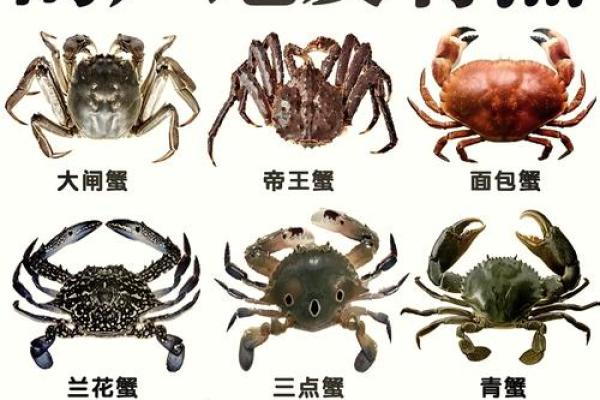 十二星座最适合哪种螃蟹