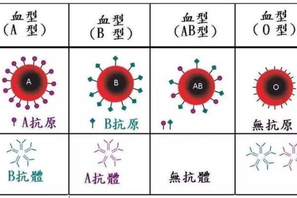 a型血和a型血会生出什么血型