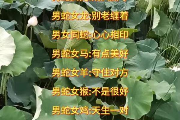 女蛇男鼠属相婚配好吗 女蛇男鼠配对宜