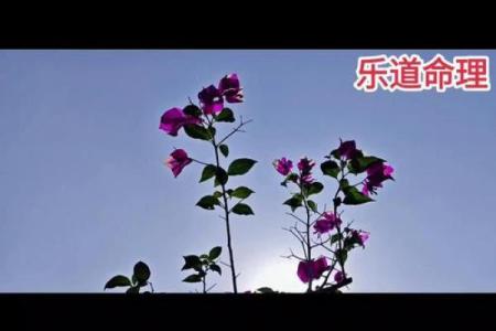 桃花运爆表的人或许很难看出 但是看他的星座就知道桃花旺不旺了