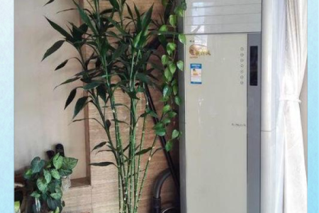 居家：富贵竹摆放在什么方位好