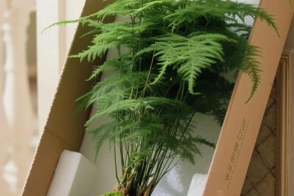 风水价值，为啥家里不能养文竹