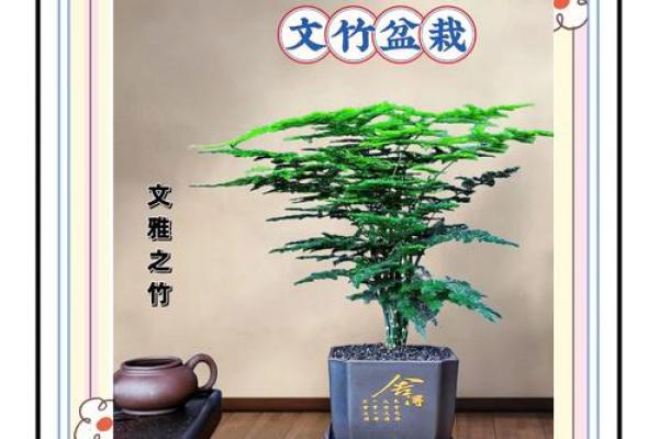 风水价值，为啥家里不能养文竹
