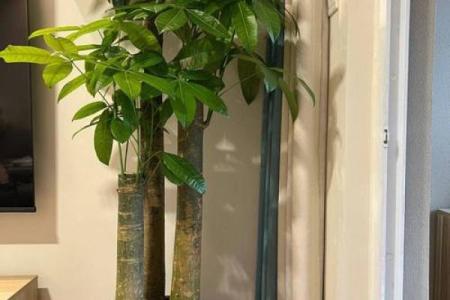 房子墙边长树风水好吗