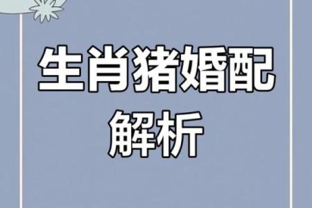 属猪的女人和什么属相最配对 属猪的女人和什么属相最配婚姻