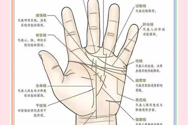 从手纹看姻缘 如何看手纹算命婚姻线？
