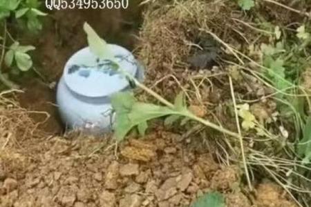 种生基之吉日法则 不同诉求吉日不同 天赦日百无禁忌
