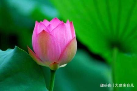 观音灵签马前覆水财运