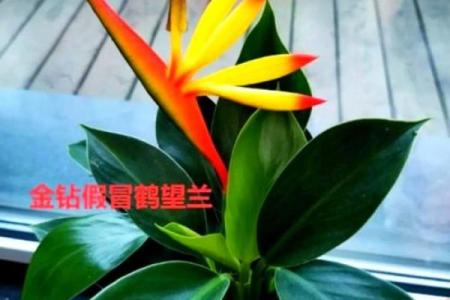 解答关于假花对风水有什么影响