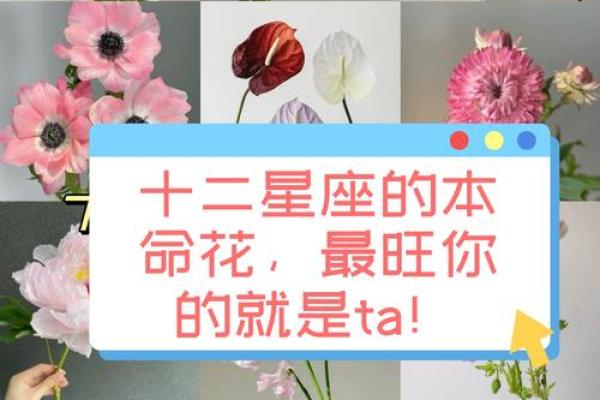 每个星座适合是么花