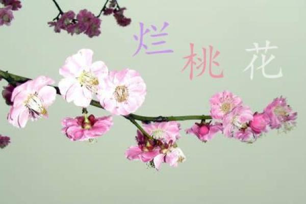 恋爱风水：摆脱烂桃花七大绝招