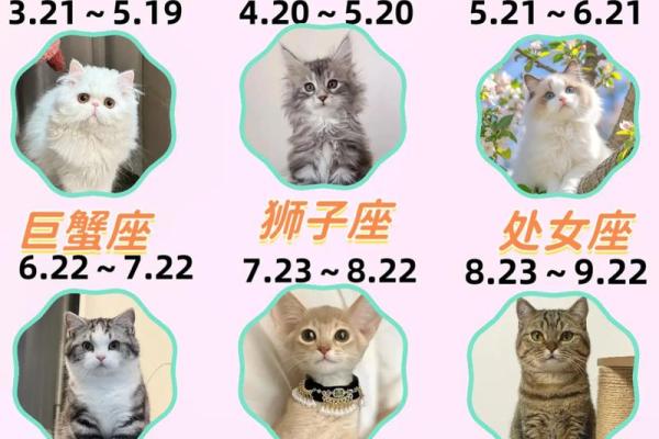 十二星座双子适合养猫狗嘛