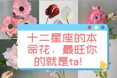 每个星座适合是么花