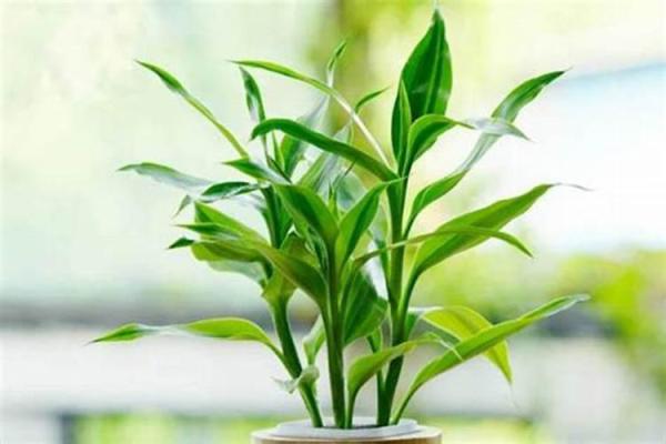 办公室风水：十二生肖最配的绿色植物有哪些？
