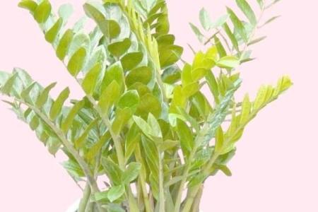 办公室风水：十二生肖最配的绿色植物有哪些？