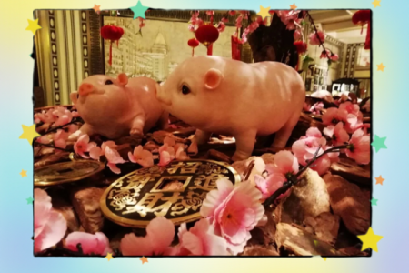 风水：生肖猪爱情风水如何开运