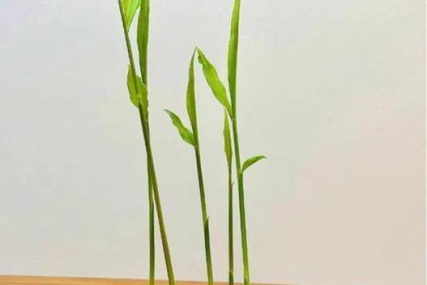 家种姜风水好吗