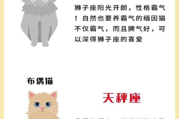 十二星座养什么猫适合