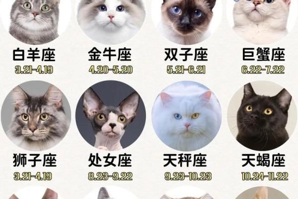 十二星座养什么猫适合