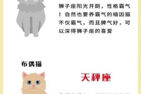 十二星座养什么猫适合