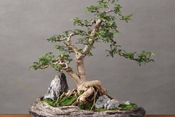 老树桩的风水