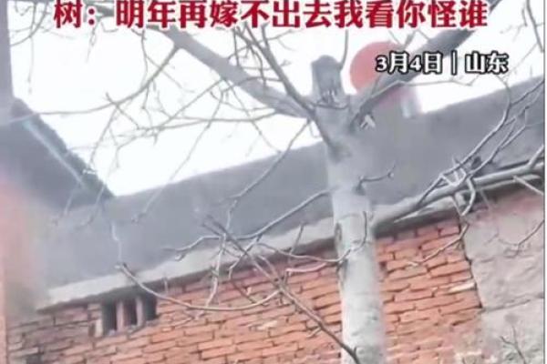 算命树的说法