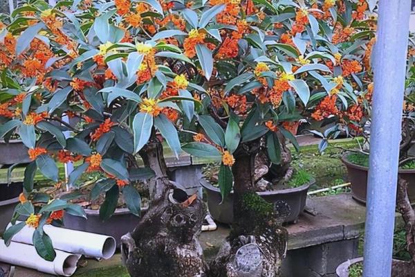 庭院风水树有哪些 庭院种什么树风水好