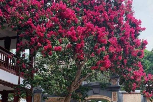 房子外种什么植物更好风水
