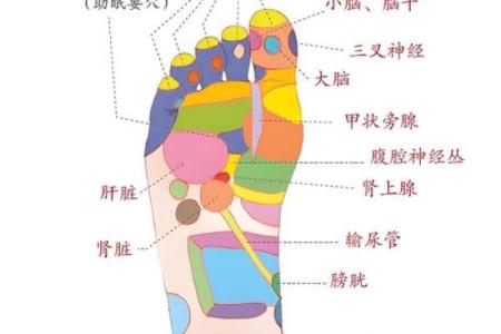 看相算命：详解脚底穴位图