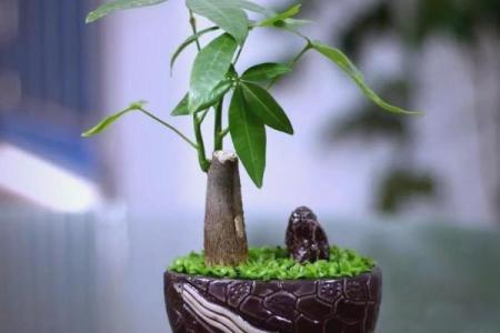 公司摆放风水禁忌 摆放什么植物可以招财