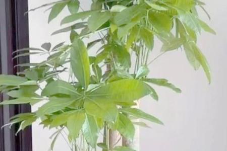 发财树风水摆放位置